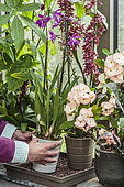 Woman placing an orchid on a bed of pozzolana to keep a humid atmosphere around an orchid.