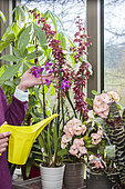 Woman caring for a blooming Orchid indoors and checking the need for watering.