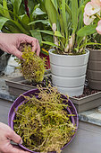 Moss is added to the foot of Orchids to maintain hygrometry and camouflage the saucer.