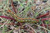 Smoky Spurge Hawk-moth (Hyles dahlii), chenille L5, Minorque, Espagne
