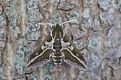 Smoky Spurge Hawk-moth (Hyles dahlii) on bark, Minorque, Espagne