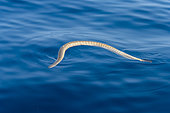 Sea snake breatihng at the surface. Trincomalee, Eastern Province, Sri Lanka, Bay of Bengal, Indian Ocean