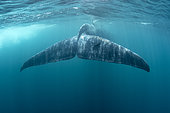 Tail of Blue whale (Balaenoptera musculus brevicauda) is the largest animal ever known to have existed. This may be the pygmy sub-species of blue whale, Balaenoptera musculus. Mirissa, Sri Lanka, Indian Ocean Photo taken under permit