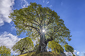Sully lime tree, over 400 years old, remarkable tree planted in 1601 located in Innimond, Ain, France.
