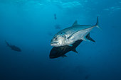 Courtship of Big-eyed trevally (Caranx sexfasciatus) in the Fauna and Flora Sanctuary of Malpelo Island, Colombia