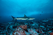 Galapagos shark (Carcharhinus galapagensis) in the Fauna and Flora Sanctuary of Malpelo Island, Colombia