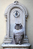 Siberian cat adult sitting in a fountain