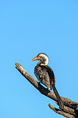 Southern red-billed hornbill (Tockus rufirostris) perched on a branch. Botswana