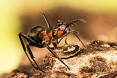Macro Focus Stacking picture of Red Wood Ant (Formica rufa) in Devon in England, UK