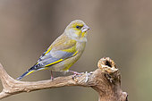 European Greenfinch (Carduelis chloris), side view of an adult male in winter plumage perched on a branch, Podlachia, Poland
