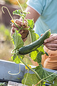 Variety of cucumber with thick fruit, of French origin.
