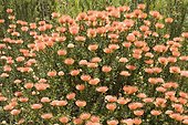 Pincushion Protea (Leucospermum spec.), Cape Region, South Africa, Africa