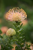 Pincuspid Protea, (Protea Leucospermum cordifolium), flower, flowering, silver tree plant, Kirstenbosch Botanical Garden, Cape Town, South Africa, Africa