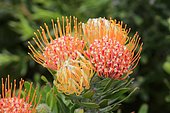 Pincushion protea, (Protea Leucospermum erubescens), flower, flowering, silver tree plant, Kirstenbosch Botanical Garden, Cape Town, South Africa, Africa