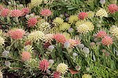 Pincuspid protea, (Protea Leucospermum heterophyllum), flower, flowering, silver tree plant, Kirstenbosch Botanical Garden, Cape Town, South Africa, Africa