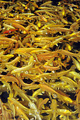 Japanese Koi (cyprinus carpio) farm