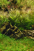 Aquarium planted with Eusteralis stellata, Eleocharis parvula