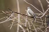 Ashy Flycatcher (Muscicapa caerulescens) standing on a branch in Kruger National park, South Africa