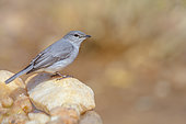 Ashy Flycatcher (Muscicapa caerulescens) standing on stone with natural background in Kruger National park, South Africa