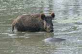 Wild boar looks at a carp in pond, Sus scrofa, Hesse, Germany, Europe