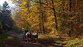 Horse riding in the autumn forest, Vosges du Nord Regional Nature Park, France
