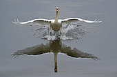 Mute swan (Cygnus olor) on landing, Sauer Delta Nature Reserve, Rhine bank, Munchhausen, Alsace