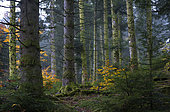 Mixed forest at the top of the Hautes-Vosges with Silver firs (Abies alba), Common beeches (Fagus silvatica) and Norway spruces (Picea abies), Ballons des Vosges Regional Nature Park, France