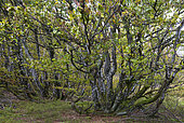 Beech wood (Fagus silvatica) altitude 1100 m, Ballons des Vosges Regional Nature Park, France