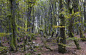 Beech wood (Fagus silvatica) altitude 1100 m, Ballons des Vosges Regional Nature Park, France