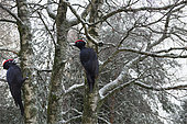 Black woodpeckers (Dryocopus martius) on trunks, Vosges du Nord Regional Nature Park, France