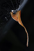 Tailed Spider (Poltys mouhoti) female, Kuala Lumpur, Malaisia