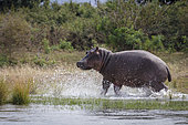 Common hippopotamus or hippo (Hippopotamus amphibius). Lower Zambezi. Zambia