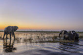 African bush elephant (Loxodonta africana) aka African savanna elephant or African elephant crossing the Chobe River. Botswana