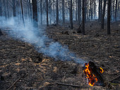 Burning tree stump after a wildfire in a pine plantation on the slopes of the Outeniqua Mountains near George, Western Cape. South Africa.