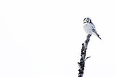 Northern hawk-owl on a branch, Surnia ulula. Tanabru, Norway