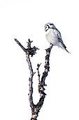 Northern hawk-owl on a branch, Surnia ulula. Tanabru, Norway