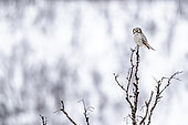 Northern hawk-owl on a branch, Surnia ulula. Tanabru, Norway