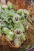 Albany pitcher plant (Cephalotus follicularis) urnes in cultivated form ('Hummer's Giant' variety)