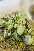 Albany pitcher plant (Cephalotus follicularis) 'Marten's Exotic', a cultivated form of a dwarf carnivorous plant.