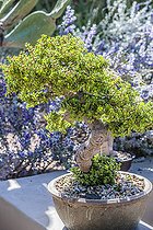 Arbre de jade (Crassula ovata) cultivé en pot et taillé en bonsaï