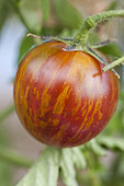 Tomato 'Violet Jasper' alias 'Tzi Bi'. Precocious, very tough skin, washed with green and red.