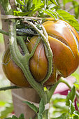 Tomato deformed by poor staking and watering