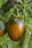 'Black plum' tomato. Elongated and dark in shape, hardy and producing until October.