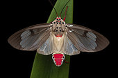 Amerila (Amerila omissa), imago on a leaf, Kinabalu NP, Borneo, Malaysia