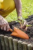 Plant a watermelon 'Sugar Baby' plant in a square vegetable garden in mid-May.