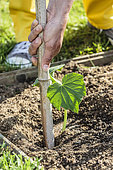 Planting of a cucumber plant, in May. Setting up of a stake.