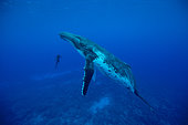 Humpback whale (Megaptera novaeangliae) facing a snorkeler in the waters of the Pacific Ocean.