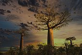 Baobab (Adansonia grandidieri) at sunset, Morondava, Madagascar, Africa