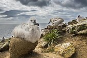 Black-browed Albatross (Thalassarche melanophris) chick on its nest, Saunders Island, Falkland Islands, South America