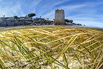 Half air half water view of a dwarf Eelgrass (Zostera noltei) herbarium, in front of the Pointe du Barrou, in Sète, Hérault, Occitania, France.